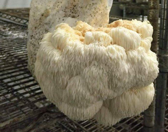 lions mane grow kit