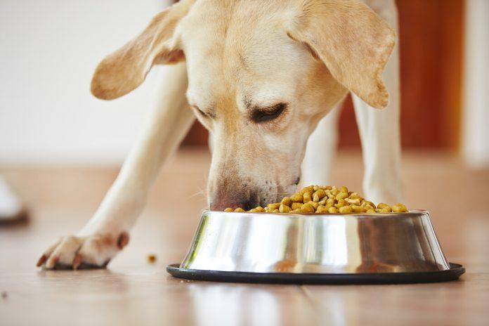 How Evanger’s Dog Food Meets the Dietary Preferences of Different Dog Breeds