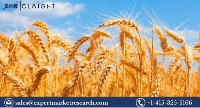 Wheat Seed Market
