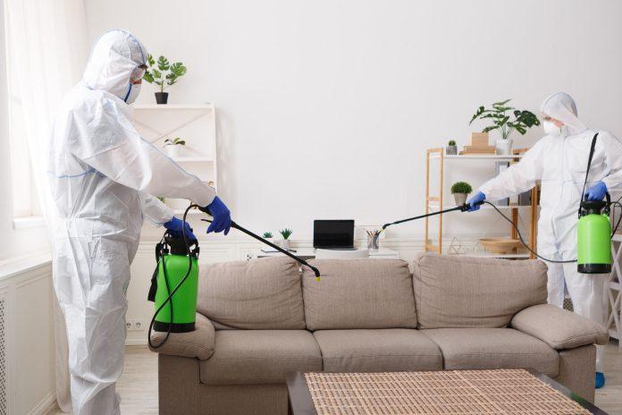 Termite Control Services in Lahore