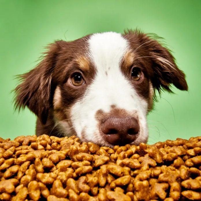 Dog needs