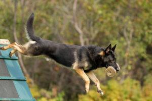 The Ultimate Guide to Bringing Home a German Shepherd Police Dog
