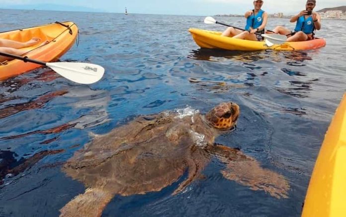 Kayaking in Maui