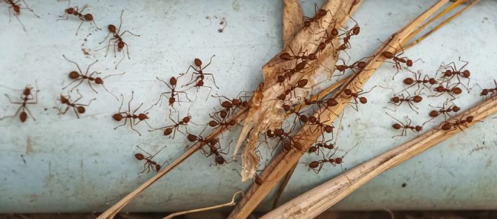 Abbotsford Ant Control