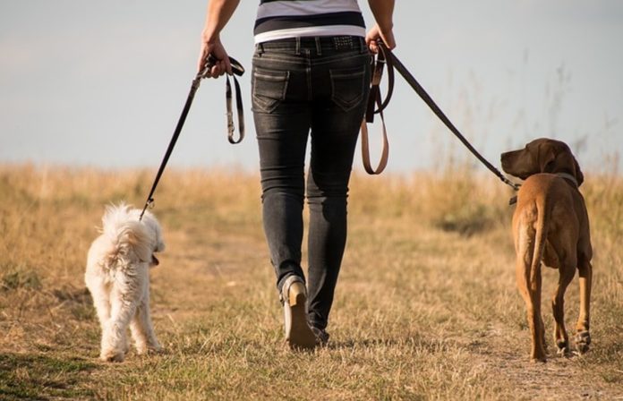 pet sitters