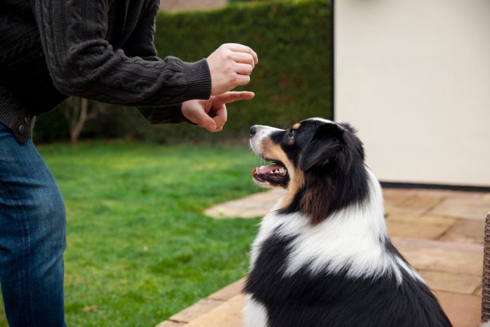 dog training services NYC