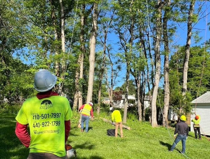 stump grinding