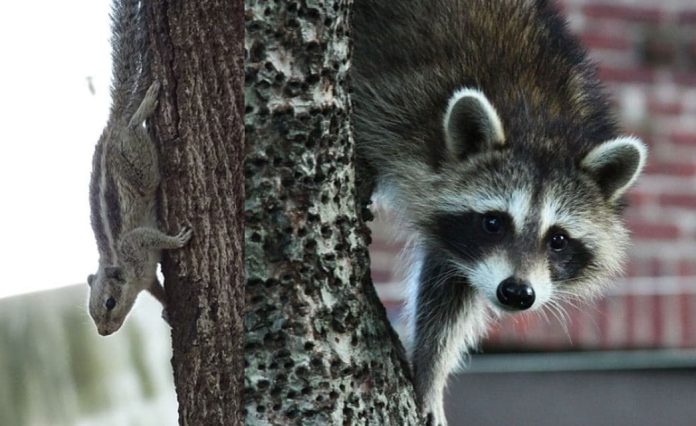 Raccoon removal services