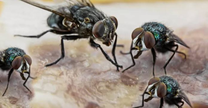House Fly Killers